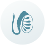 cancers-list-icon-6.png