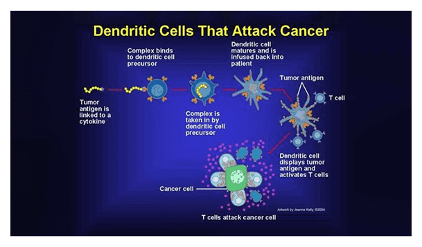 How do Dendritic Cells Help Fight Cancer?