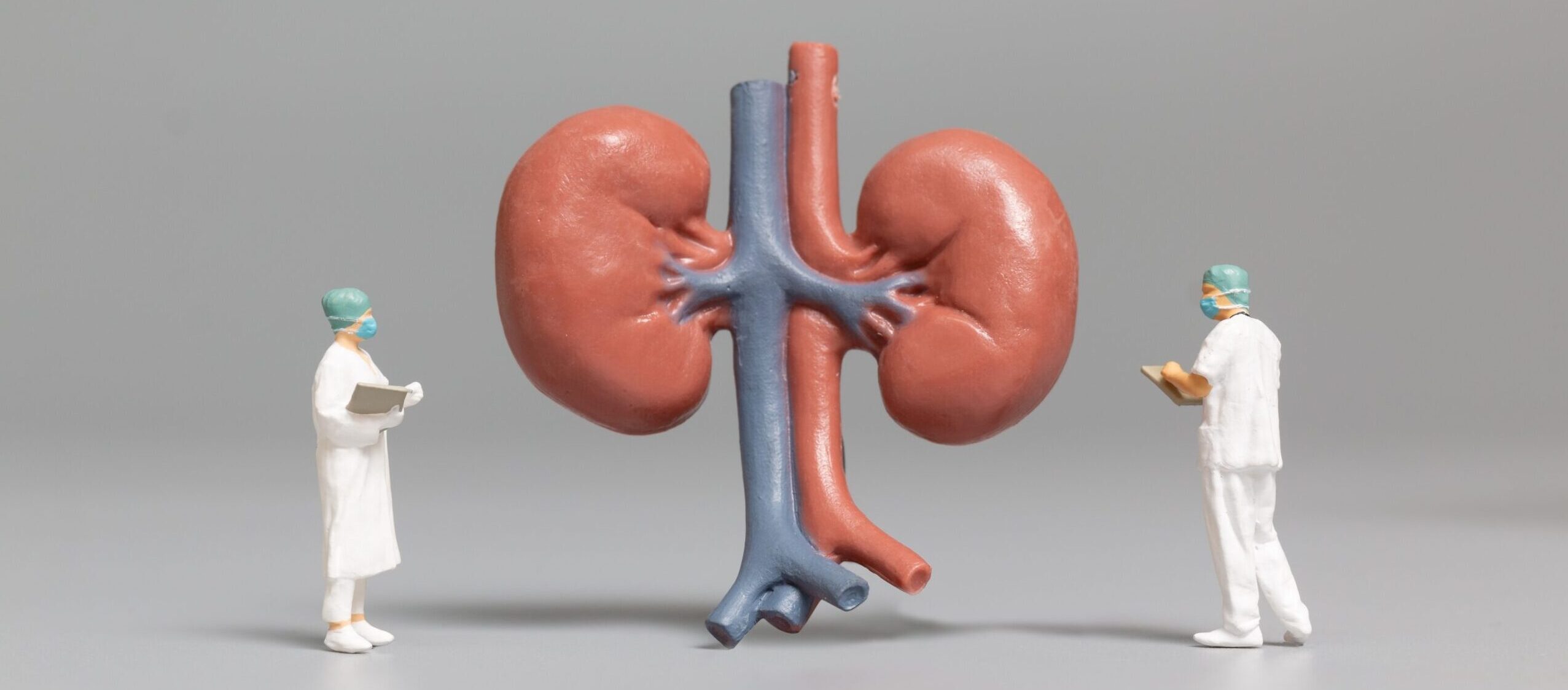 kidneys 1 scaled e1677215122133