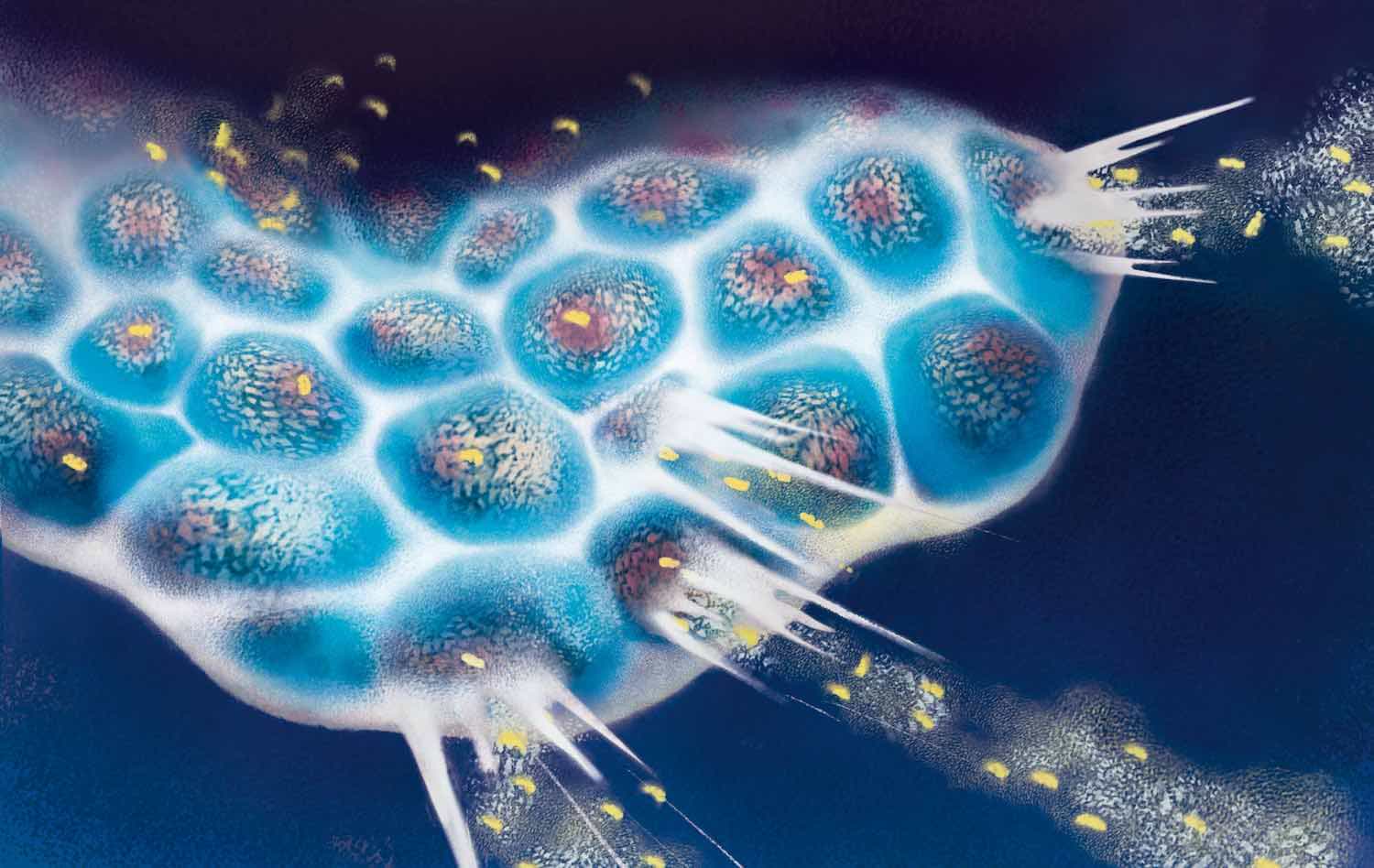 Oncolytic Virus Therapy