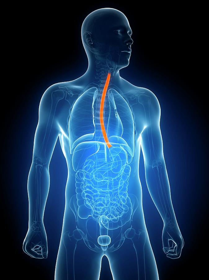2 healthy oesophagus scieproscience photo library