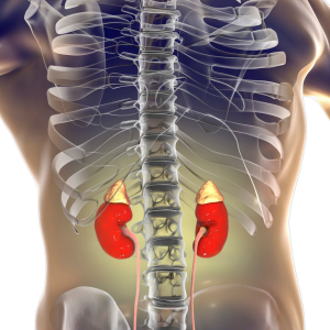 Kidney position