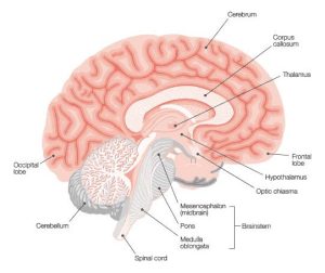 brain diagram