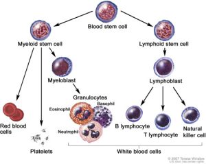 hematologic cancer