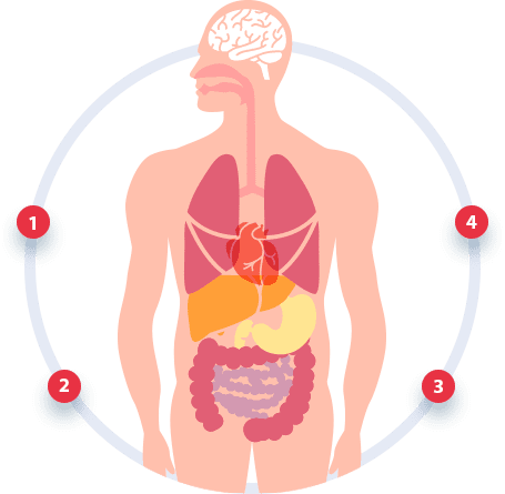 Denvax T Cell Immunotherapy Process