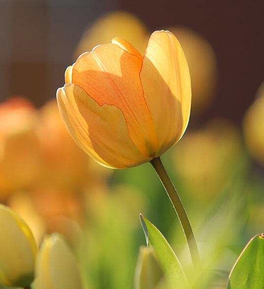 About Denvax Patient Information