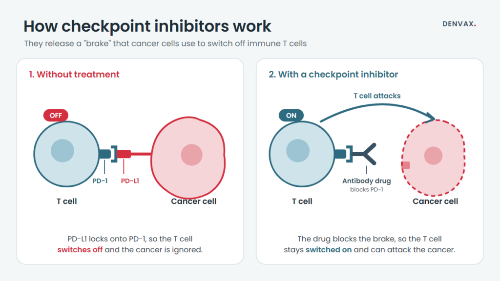 Diagram: without treatment, PD-L1 on a cancer cell binds PD-1 on a T cell and switches it off; a checkpoint inhibitor antibody blocks PD-1 so the T cell stays switched on and attacks the cancer